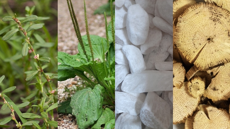 Đi tiểu buốt uống lá cây gì? Các bài thuốc trị tiểu buốt 3