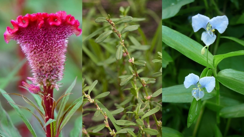 Đi tiểu buốt uống lá cây gì? Các bài thuốc trị tiểu buốt 4