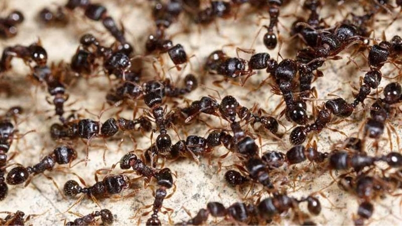 Dị ứng trứng kiến: Thông tin từ A đến Z mà bạn cần biết 1