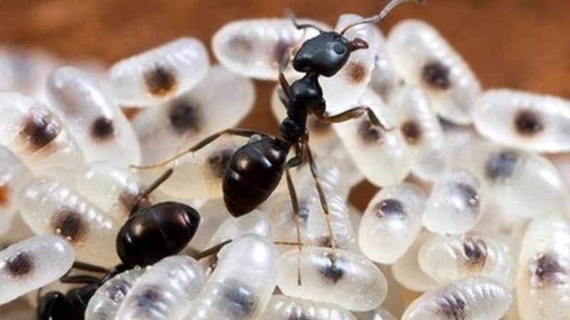 Dị ứng trứng kiến: Thông tin từ A đến Z mà bạn cần biết 2