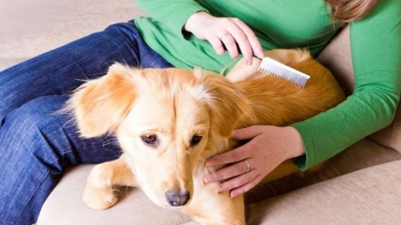 Dị ứng vật nuôi là gì? Nguyên nhân và cách điều trị