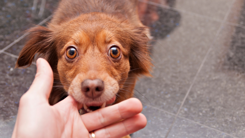 Địa chỉ nào chích ngừa chó cắn ở Bình Dương uy tín và an toàn? 1