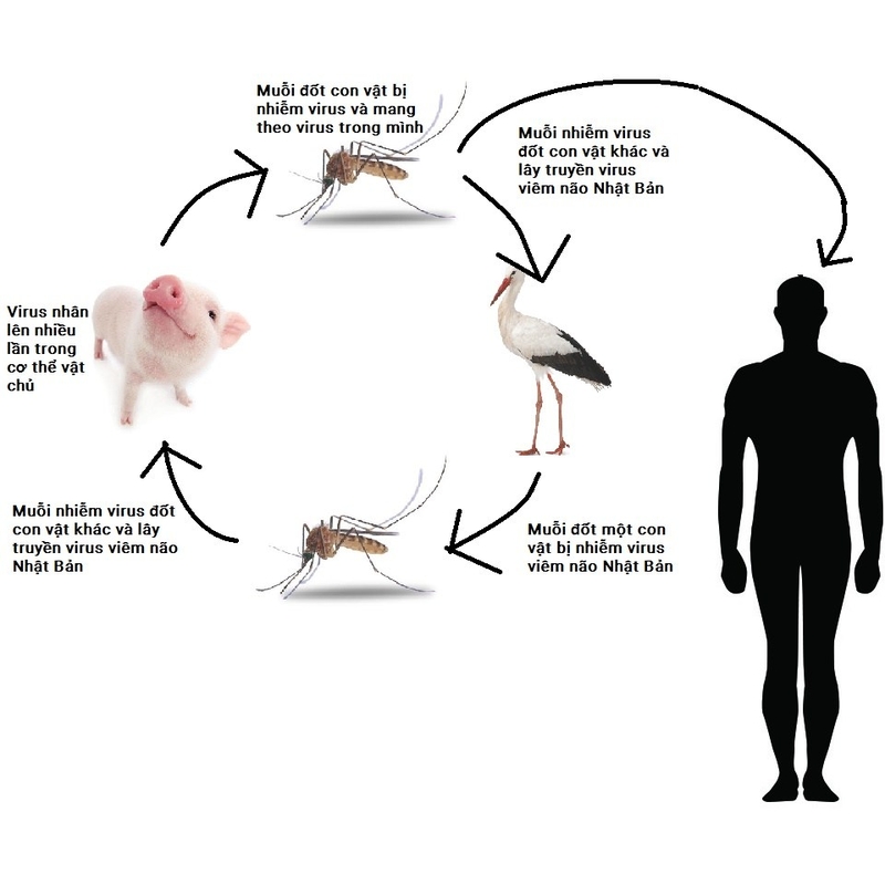 Địa điểm chích ngừa viêm não nhật bản ở đâu 1