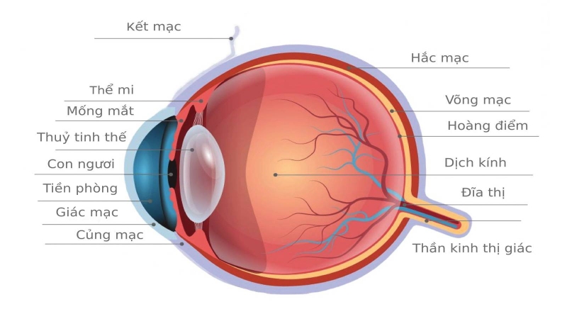 Đĩa thị giác: Cấu tạo, chức năng và một số bệnh lý liên quan 1