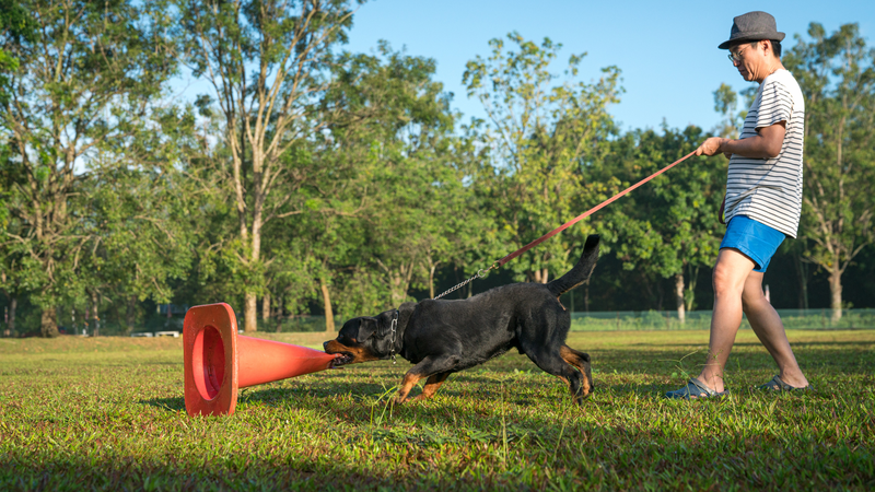Dịch bệnh dại bùng phát là vấn đề y tế công cộng đáng lưu ý