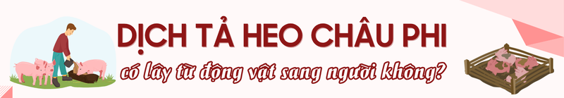 Dịch tả heo châu Phi có lây từ động vật sang người không?