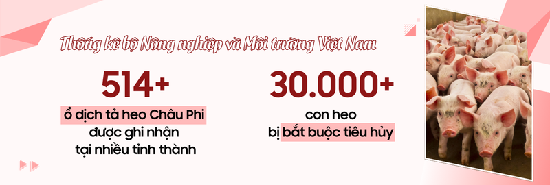 Dịch tả heo Châu Phi: Lưu ý gì để bảo vệ sức khỏe 2