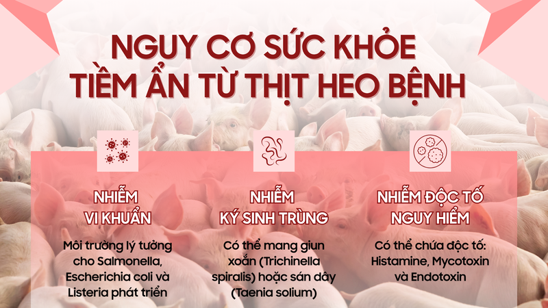 Dịch tả heo Châu Phi: Lưu ý gì để bảo vệ sức khỏe 3