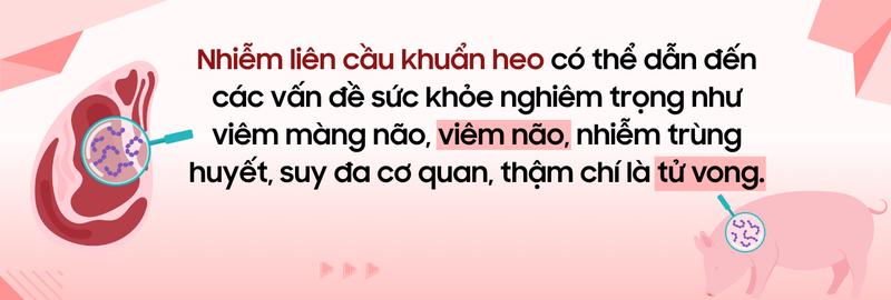 Dịch tả heo Châu Phi: Lưu ý gì để bảo vệ sức khỏe 4
