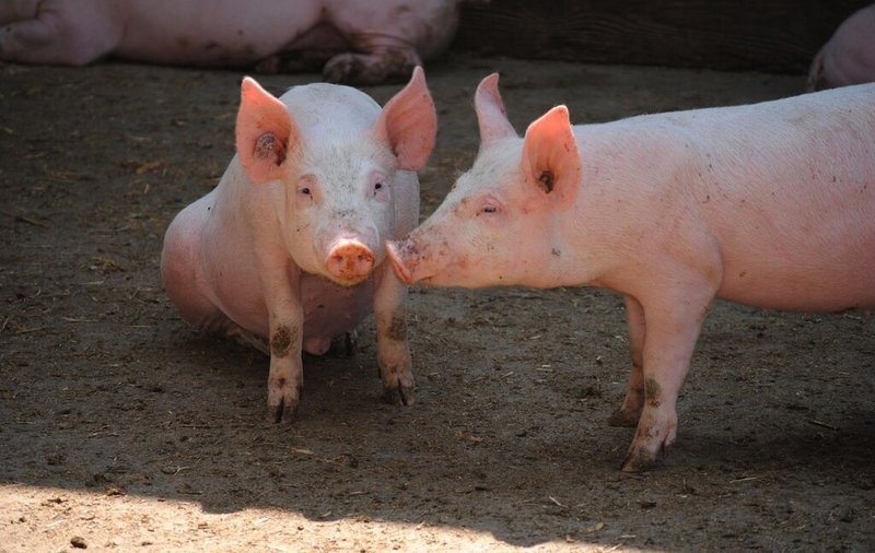 Dịch tả lợn châu Phi có lây sang người không? Biện pháp phòng ngừa dịch tả lợn châu Phi 1