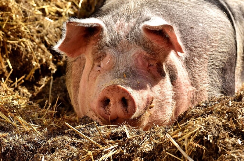 Dịch tả lợn châu Phi có lây sang người không? Biện pháp phòng ngừa dịch tả lợn châu Phi 2