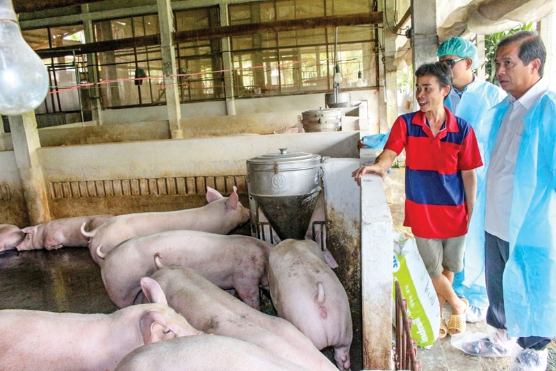 Dịch tả lợn châu phi