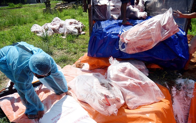 Dịch tả lợn châu phi