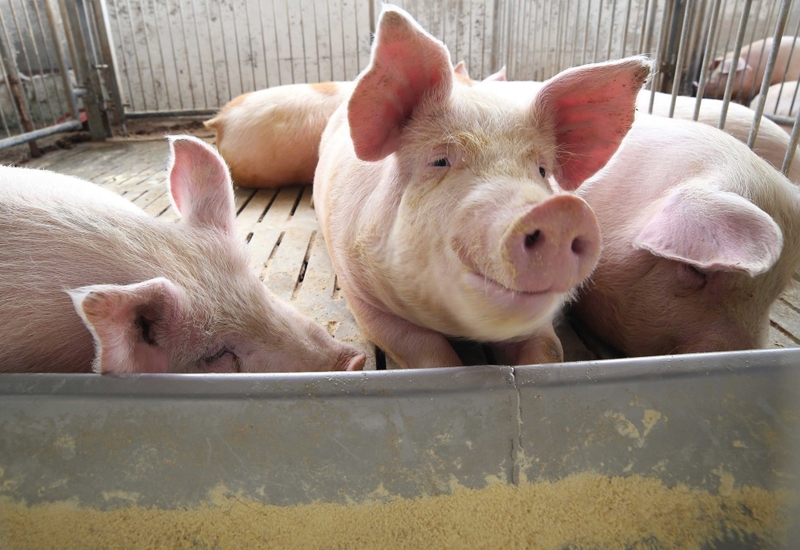 Dịch tả lợn Châu Phi là bệnh gì? Đã có vắc xin dịch tả lợn Châu Phi chưa? 2