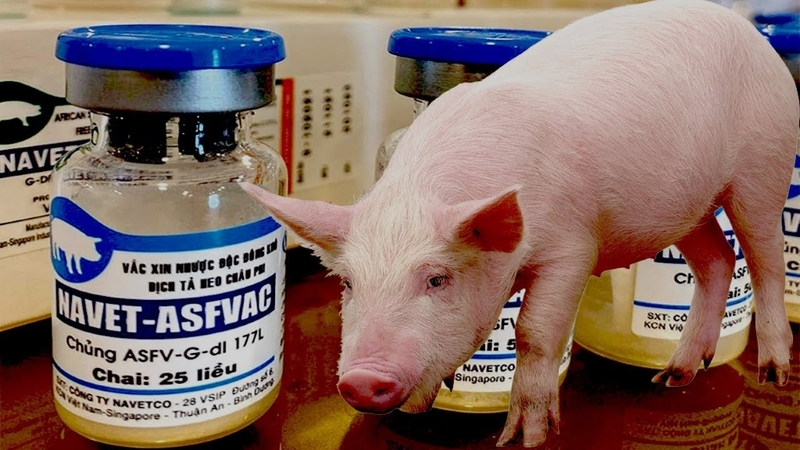 Dịch tả lợn Châu Phi là bệnh gì? Đã có vắc xin dịch tả lợn Châu Phi chưa? 3