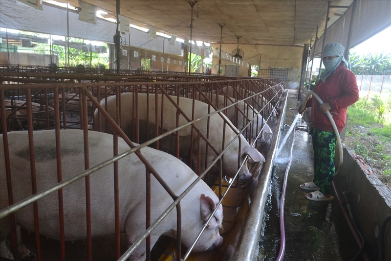 Dịch tả lợn Châu Phi tiếp tục lan rộng, cận kề TP.HCM 1