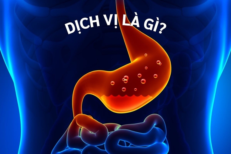 Dịch vị là gì? Cơ chế điều hòa tiết dịch vị của dạ dày
