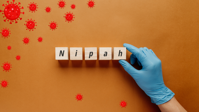 Virus Nipah có khả năng lây từ động vật sang người