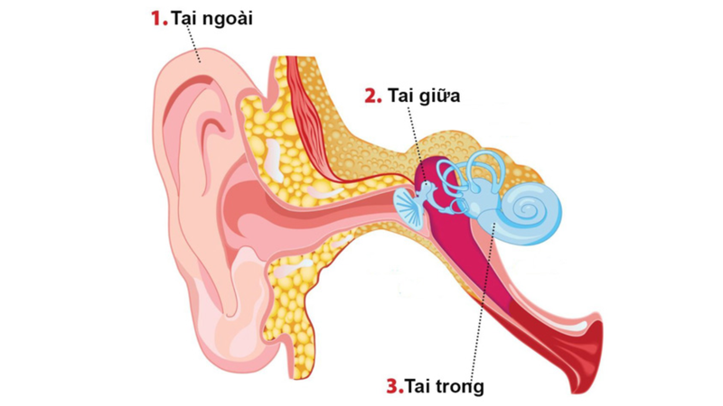 Điếc dẫn truyền là gì? Một số biểu hiện của điếc dẫn truyền 1