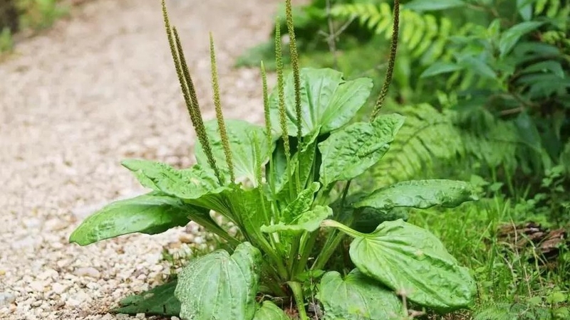 Điểm danh 8 cây thuốc nam giải độc gan hiệu quả nhất 2