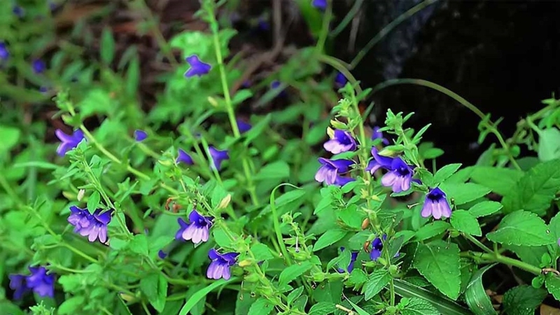 Điểm danh 8 cây thuốc nam giải độc gan hiệu quả nhất 4