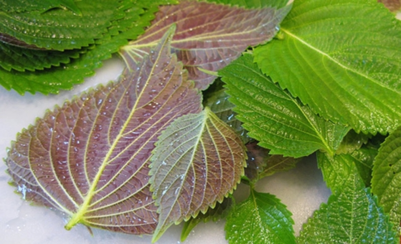 Điểm danh các loại thảo dược trị ho cho bé được chuyên gia khuyên dùng 3