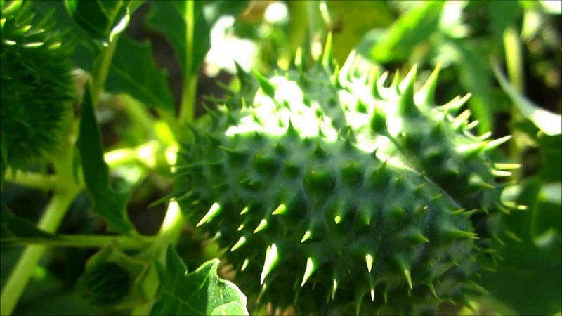 Điểm danh top 5 các loại cây có độc tính cao đe dọa tới tính mạng bạn cần phải tránh xa 2