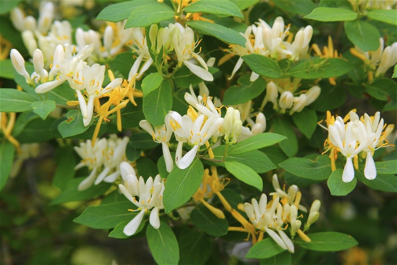 Điểm mặt các bài thuốc đông y mát gan giải độc hiệu quả nhất 2