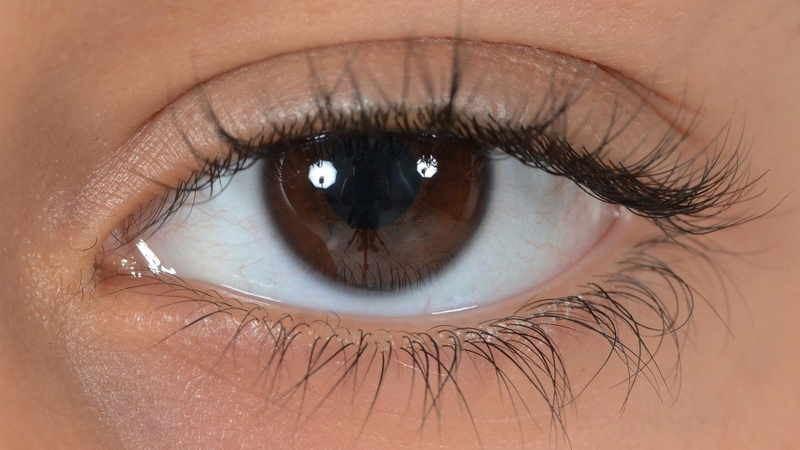 Cấu tạo cơ bản của điểm vàng gồm các lớp tế bào võng mạc đặc biệt