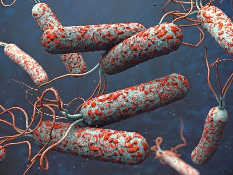 Diễn biến của bệnh tả như thế nào? Mắc bệnh tả uống kháng sinh gì? 1