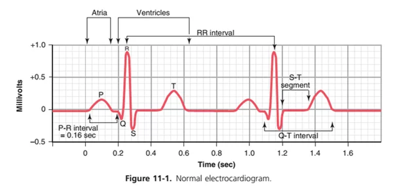 Điện tâm đồ là gì? Chỉ số điện tâm đồ bình thường 4