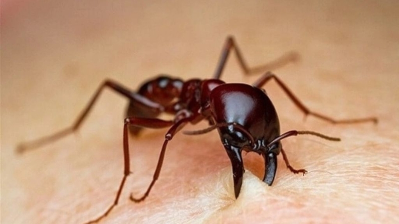 Diệt kiến bằng baking soda: Hiệu quả hay không? 1