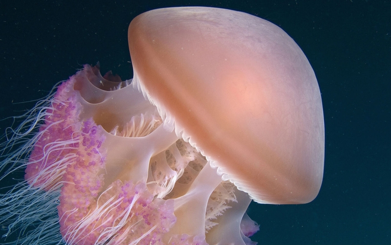 Sứa là một loại hải sản có giá trị dinh dưỡng cao