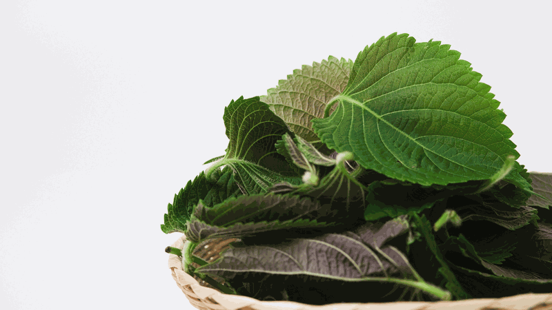 Điều gì sẽ xảy ra khi uống nước tía tô liên tục một tháng? 2