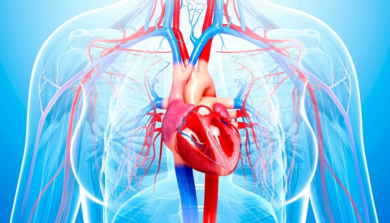 Tìm hiểu chi tiết về 4 cơ chế điều hòa hoạt động tim mạch 1