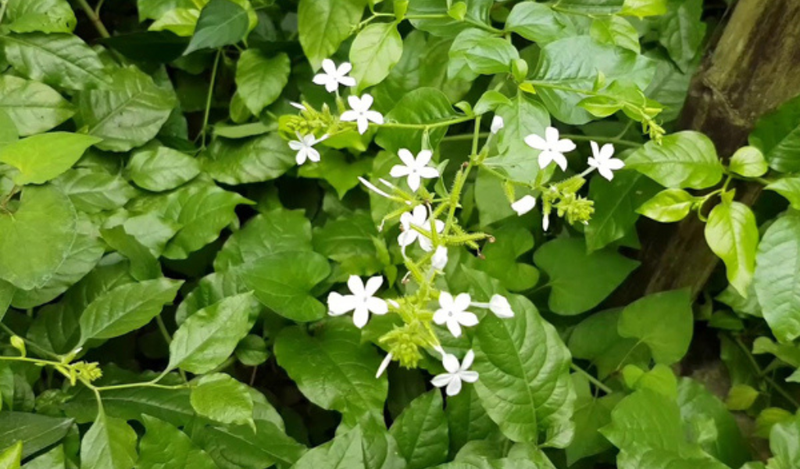 Điều trị chốc lở bằng Đông y - cây bạch hoa xà