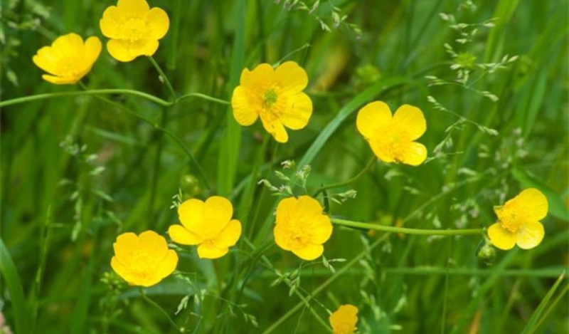 Điều trị chốc lở bằng Đông y - cây mao lương vàng