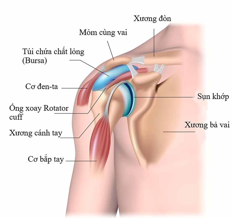Cấu tạo đặc biệt của khớp vai cho phép cánh tay có thể hoạt động trong phạm vi rất rộng