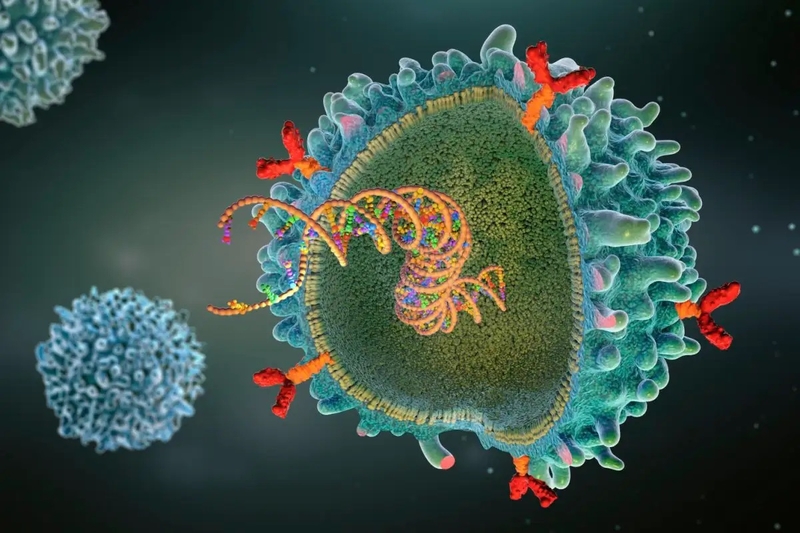 Tìm hiểu về phương pháp điều trị lupus ban đỏ bằng tế bào gốc 2