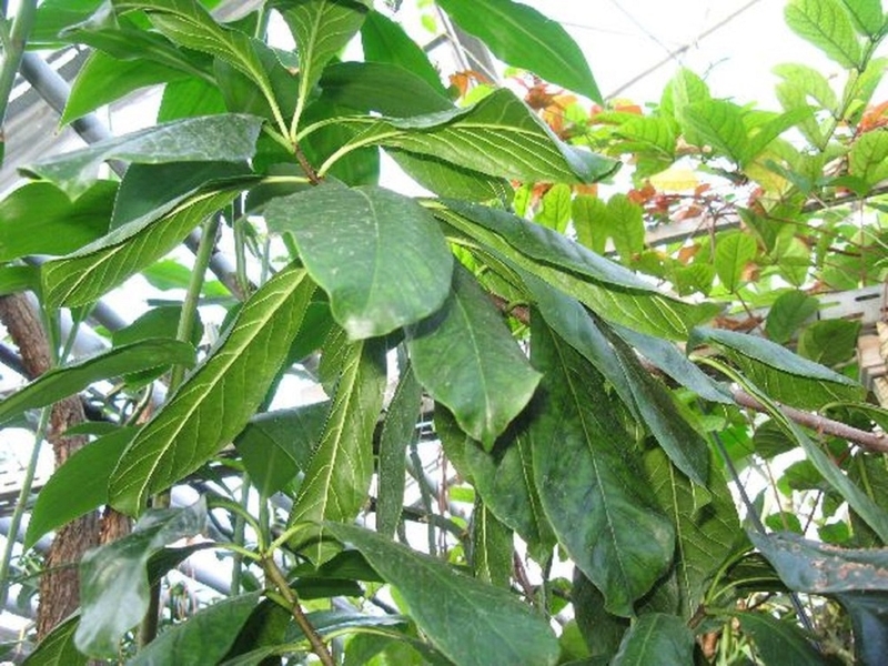 Điều trị viêm đại tràng bằng thuốc nam chưa bao giờ đơn giản đến thế 2