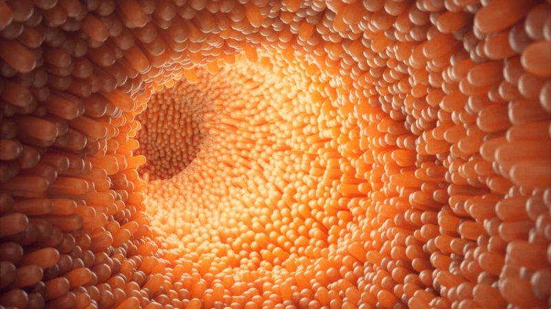 Digestive enzymes là gì? Tác dụng và những lưu ý khi sử dụng 1