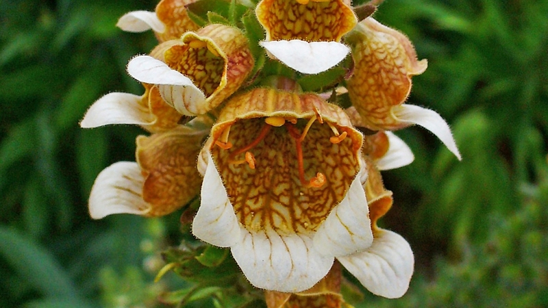 Digoxin là gì? Những lưu ý cần biết khi sử dụng digoxin 1