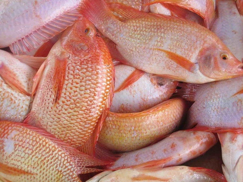 Mẹ bầu ăn cá diêu hồng được không? Những lưu ý cho mẹ bầu khi ăn cá diêu hồng 1