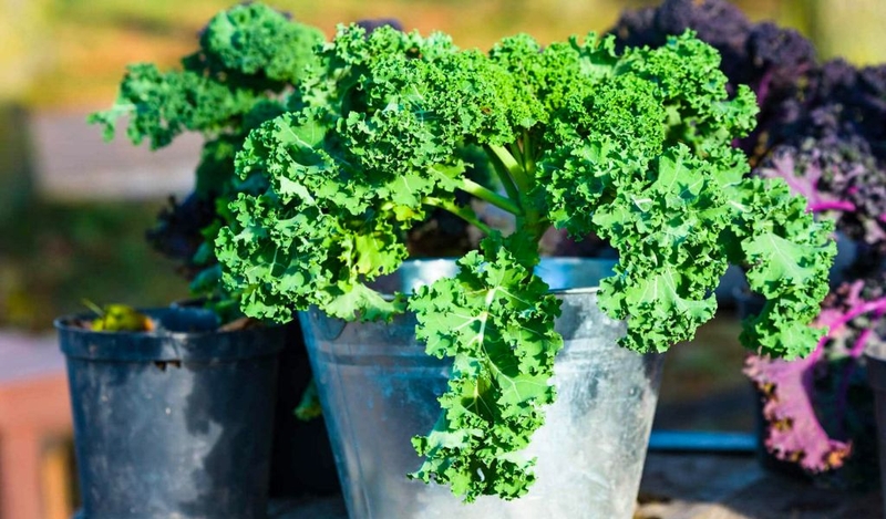 Dinh dưỡng của rau bina và cải xoăn giống và khác nhau như thế nào? 1