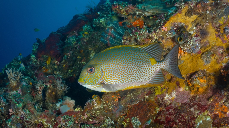 Dinh dưỡng và công dụng mang lại từ cá dìa 1