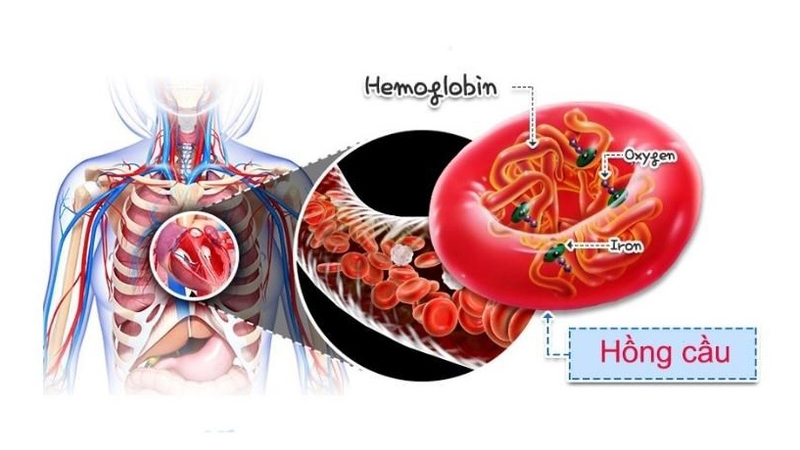 Định lượng sắt huyết thanh là gì? Khi nào cần thực hiện? 2