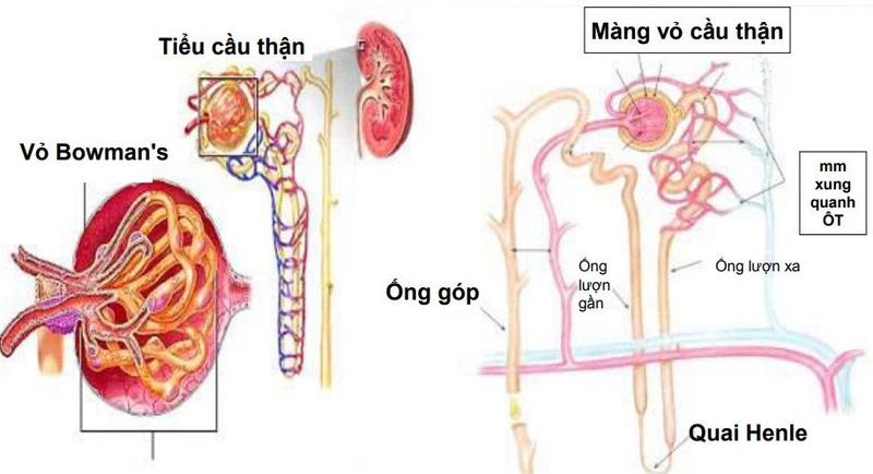 Độ lọc cầu thận bình thường là bao nhiêu? Cách tính độ lọc cầu thận 2