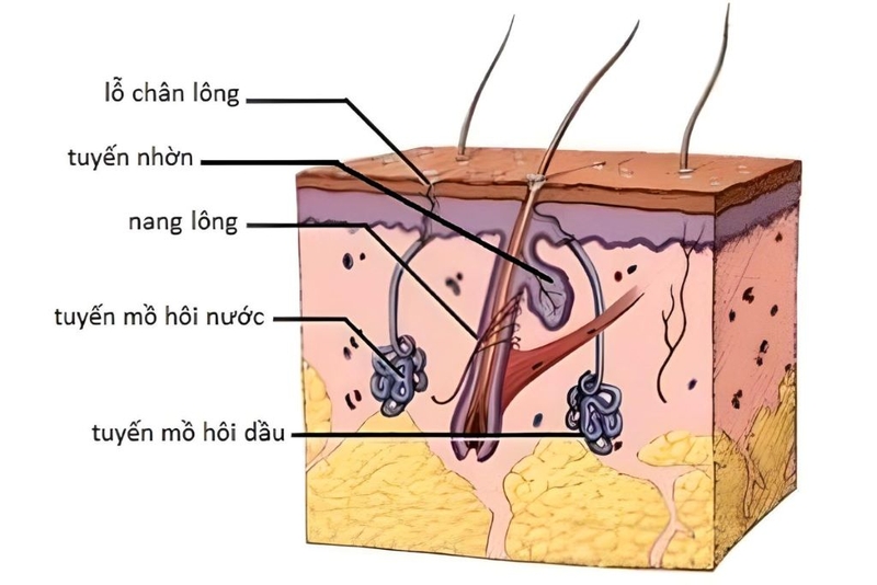 Đổ mồ hôi nhiều ở mặt do đâu? Cách ngăn ngừa đổ mồ hôi nhiều ở mặt 1