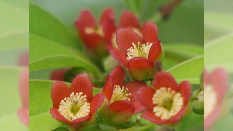 Cây Đỏ ngọn - vị thuốc thanh nhiệt hiệu quả 2