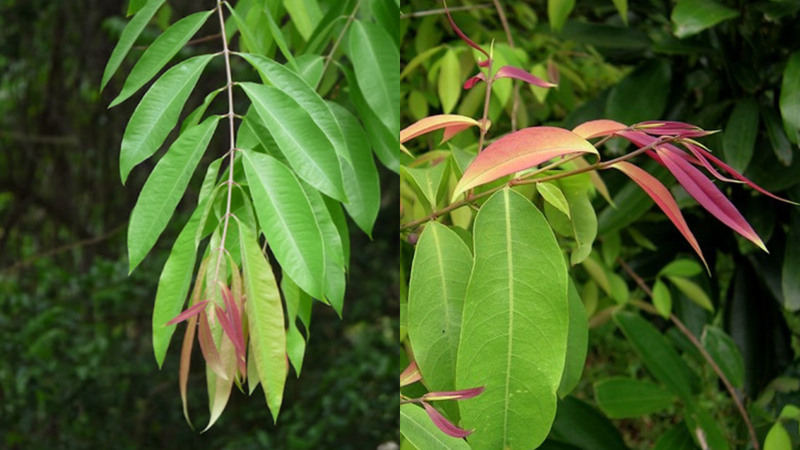 Cây Đỏ ngọn - vị thuốc thanh nhiệt hiệu quả 3